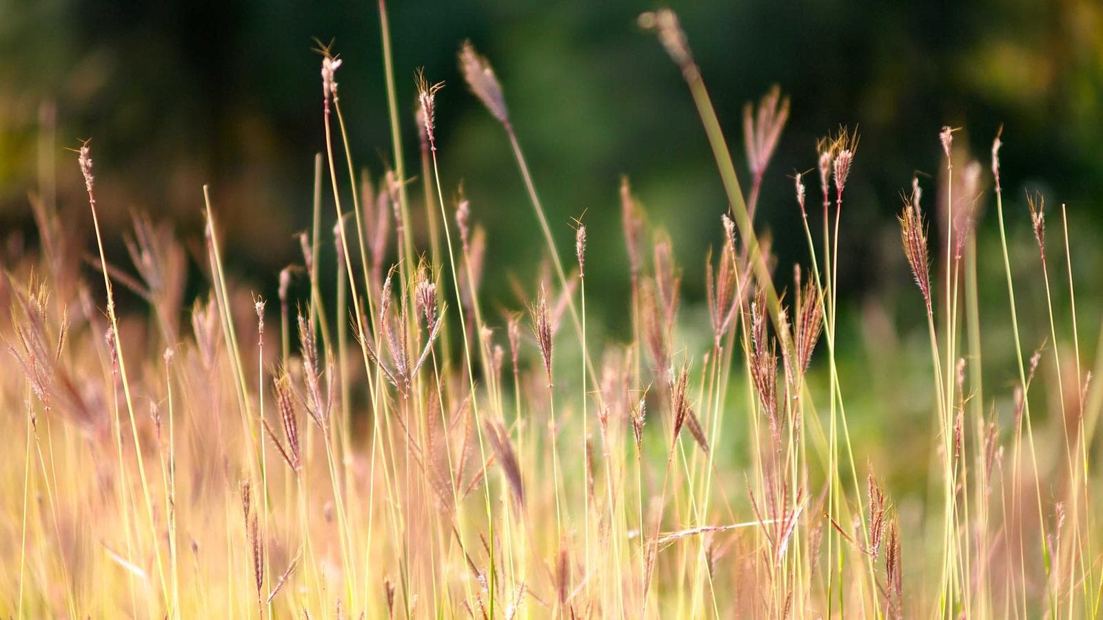 Free AI Training and $25K in Grants: How Long Island Small Businesses Can Cash In This Spring